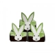 Rabbit CBD candy - 50 mg CBD (1 piece)