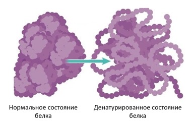 Что вызывает денатурацию белка. Смотреть фото Что вызывает денатурацию белка. Смотреть картинку Что вызывает денатурацию белка. Картинка про Что вызывает денатурацию белка. Фото Что вызывает денатурацию белка